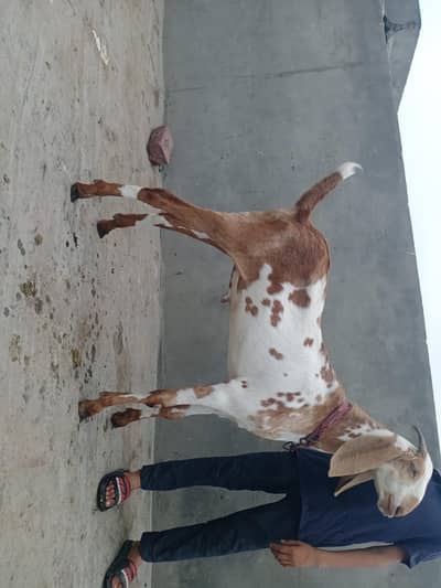 1 bakra home bread 1 kajla chatr bakra 6 month chtra 5 month