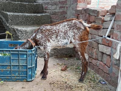 female path 5 se 6 mahina ki ha