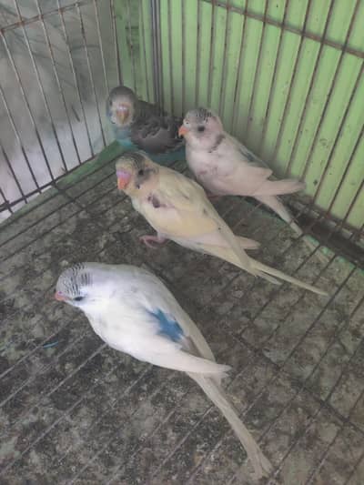Australian parrots
