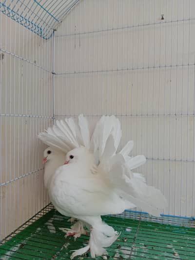 fantail pigeon