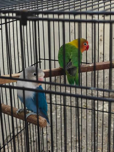 lovebird pair