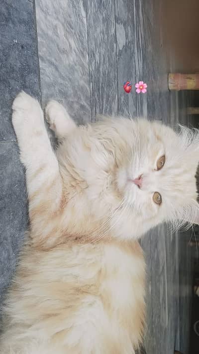 Persian cat with that long and fur and sweet round face