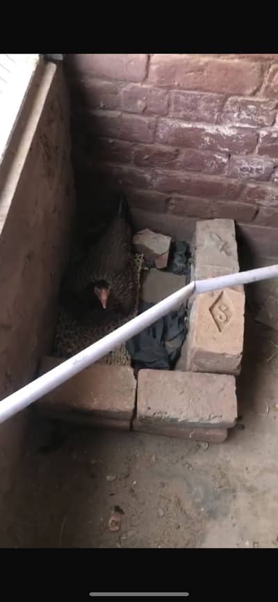 Kurk murgi for egg hatching