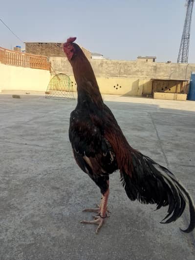 aseel mianwali