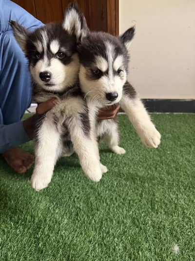 Pure siberian husky pair and puppies available