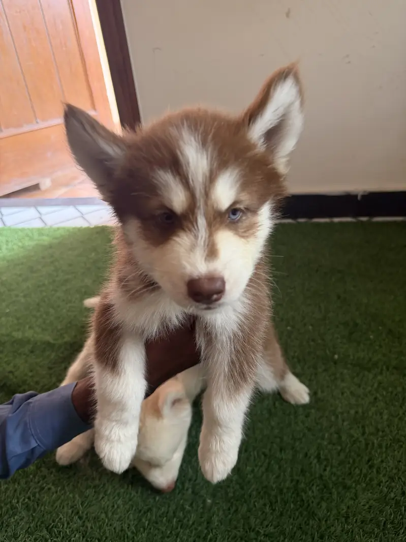 Pure siberian husky pair and puppies available — photo 4