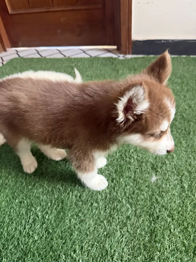 Pure siberian husky pair and puppies available — photo 6