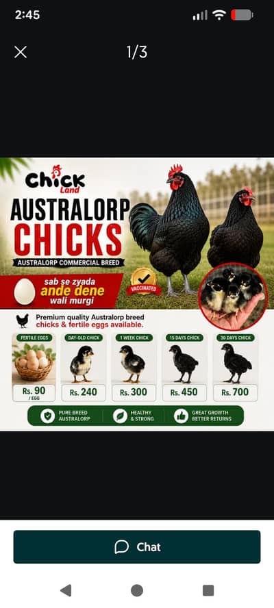 austrolorp fertile eggs/chicks / pure breeders