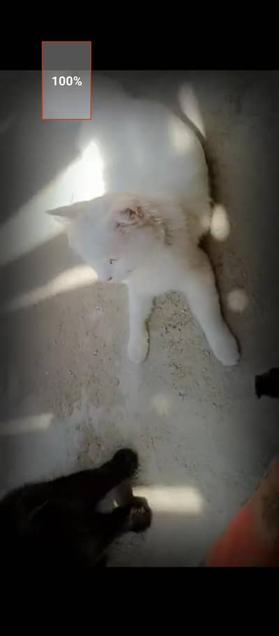 Cat for sale