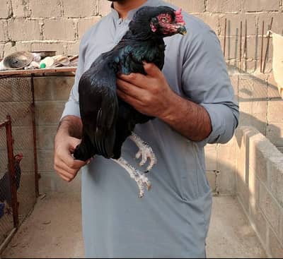 Lasani Aseel