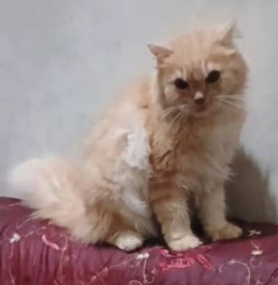 Persian kittens  for sale difrent ages difrent prices 03009837719
