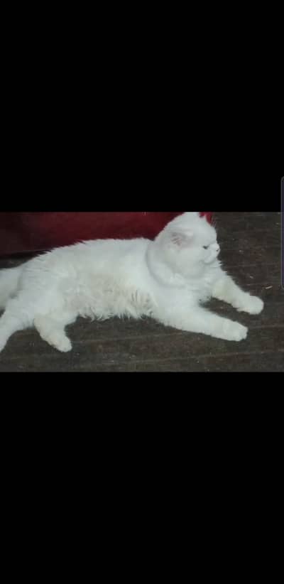 Persian kittens  for sale different ages different prices 03009837719