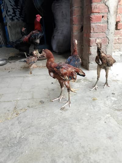 totally sale all permoze breed only serious buyer's can contact me