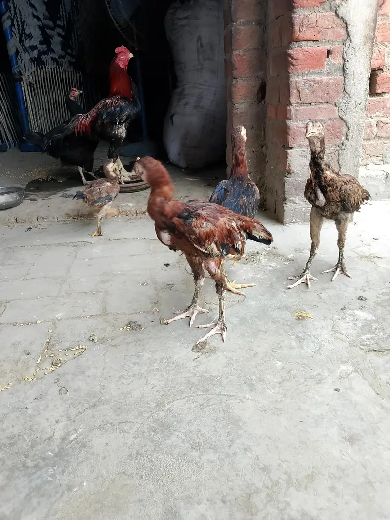 totally sale all permoze breed only serious buyer's can contact me