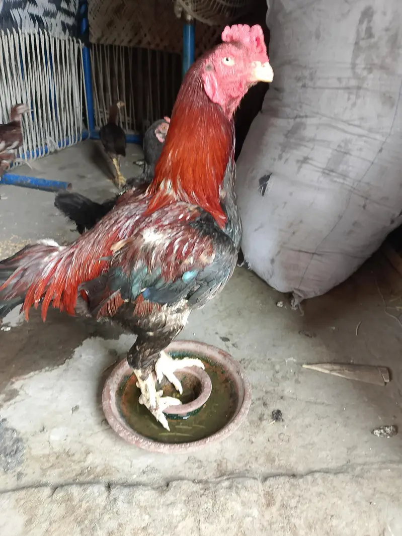 totally sale all permoze breed only serious buyer's can contact me — photo 2