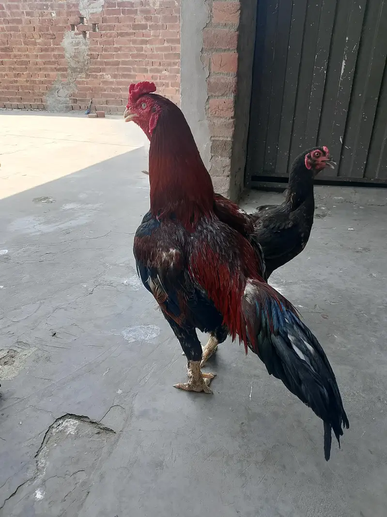 totally sale all permoze breed only serious buyer's can contact me — photo 3