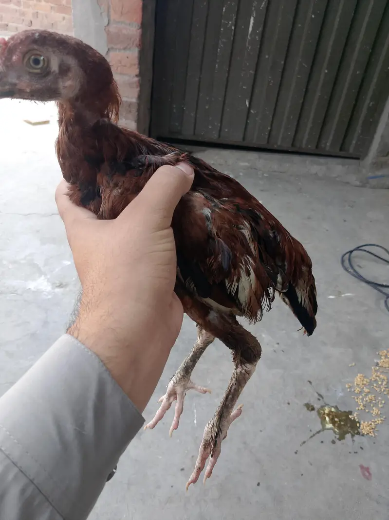 totally sale all permoze breed only serious buyer's can contact me — photo 4