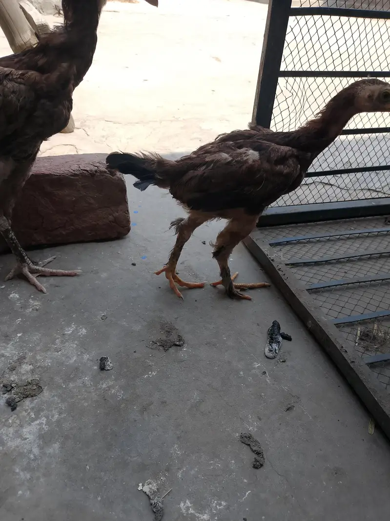 totally sale all permoze breed only serious buyer's can contact me — photo 5