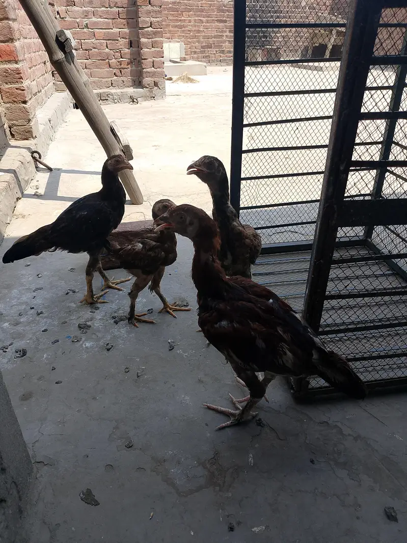 totally sale all permoze breed only serious buyer's can contact me — photo 6