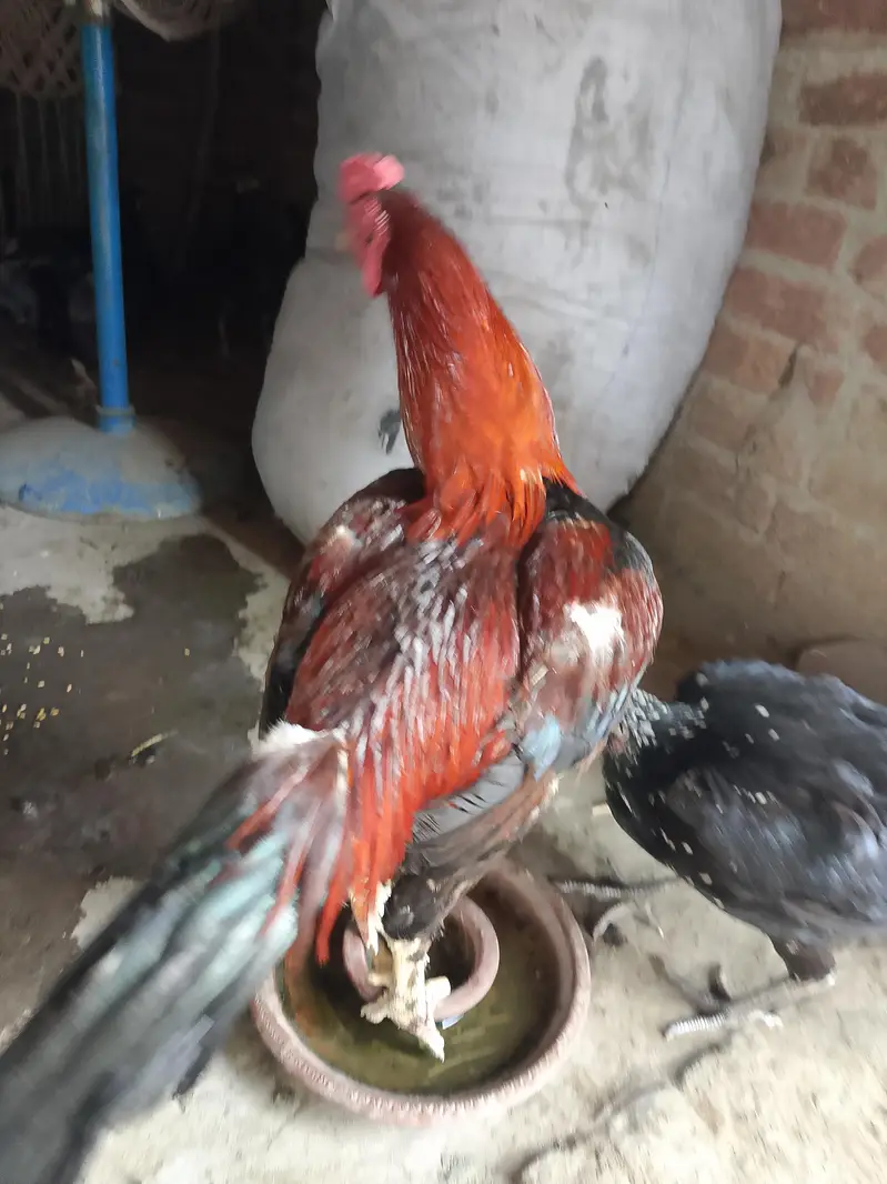 totally sale all permoze breed only serious buyer's can contact me — photo 7