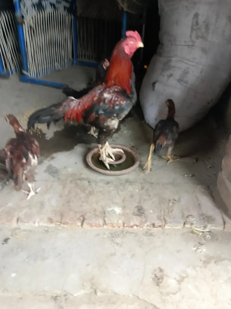 totally sale all permoze breed only serious buyer's can contact me — photo 8