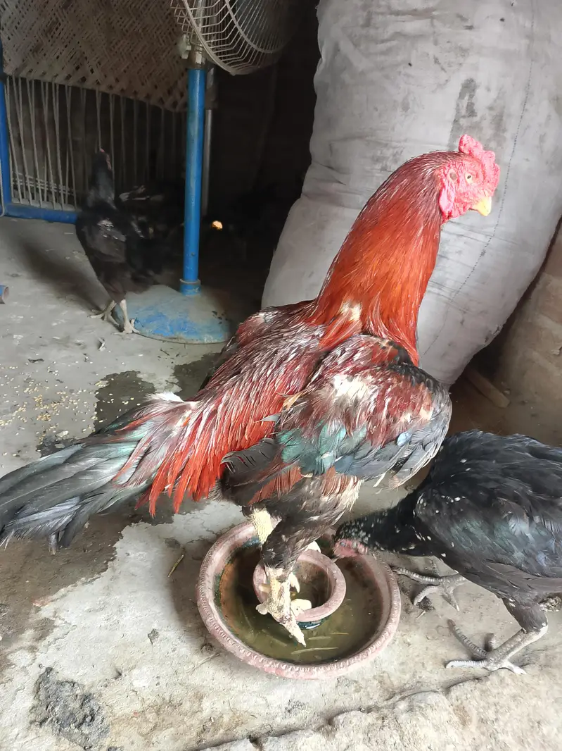 totally sale all permoze breed only serious buyer's can contact me — photo 9