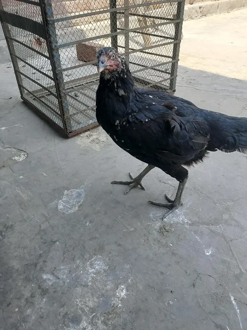 totally sale all permoze breed only serious buyer's can contact me — photo 10