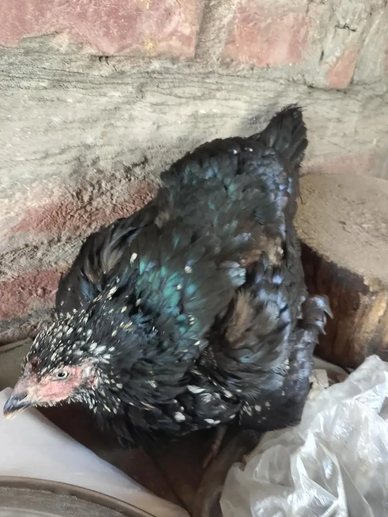 totally sale all permoze breed only serious buyer's can contact me — photo 11