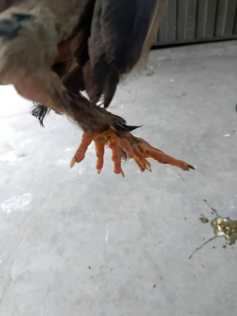totally sale all permoze breed only serious buyer's can contact me — photo 12