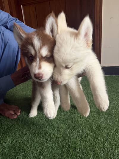 Pure siberian husky puppies available