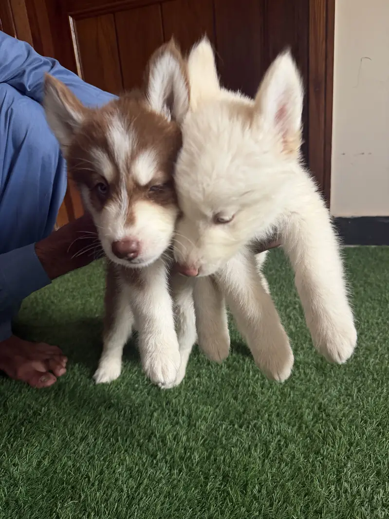 Pure siberian husky puppies available