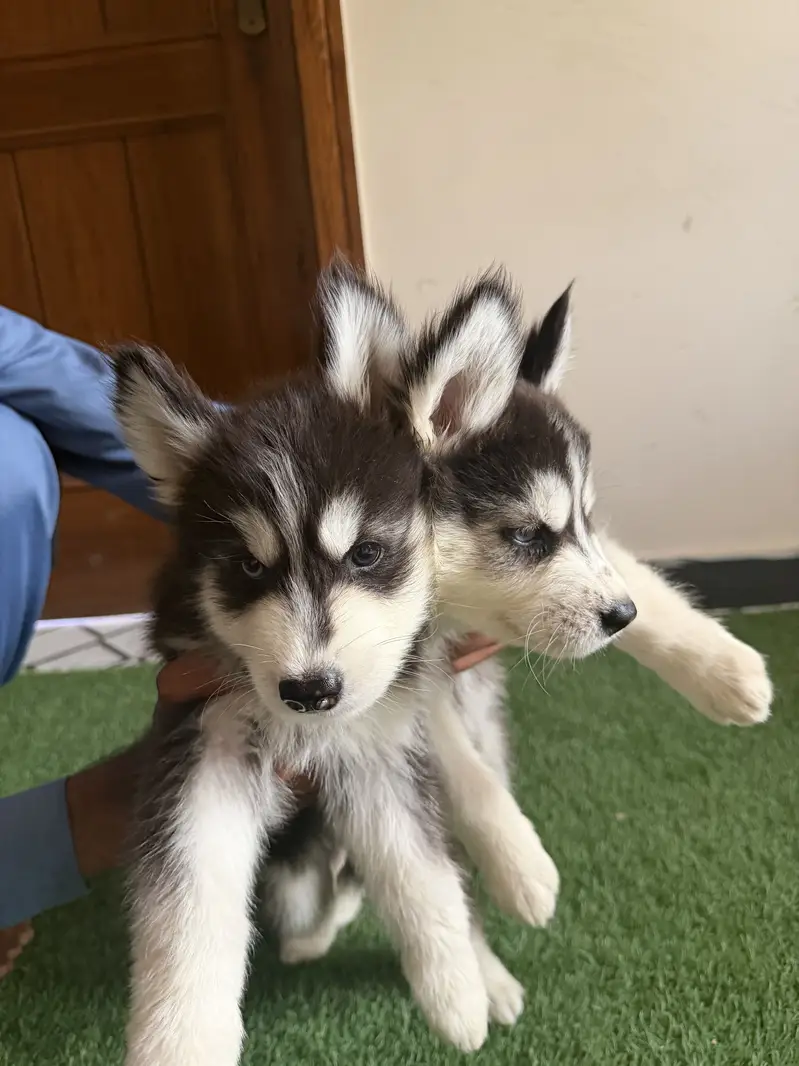 Pure siberian husky puppies available — photo 2