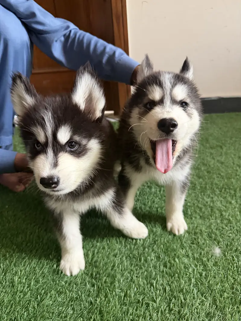 Pure siberian husky puppies available — photo 3