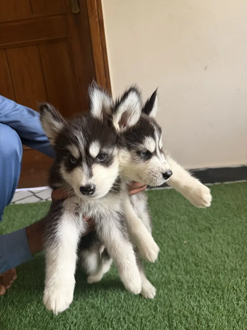 Pure siberian husky puppies available — photo 4
