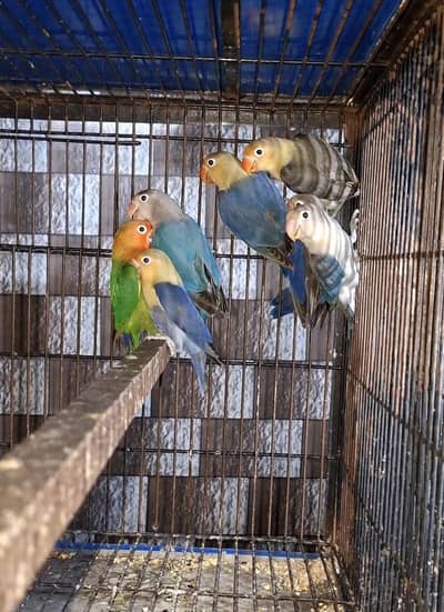 love bird