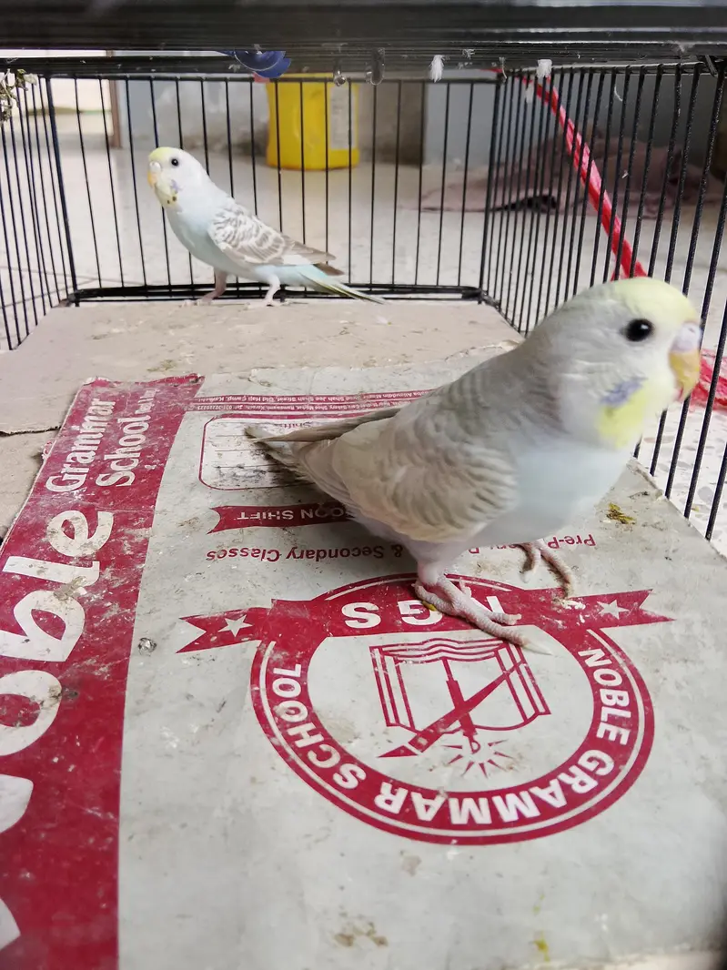 BUDGIES BAJRI — photo 2