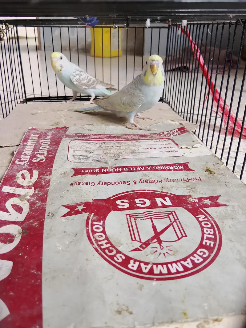 BUDGIES BAJRI — photo 7
