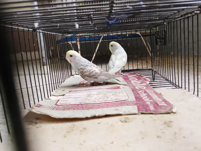 BUDGIES BAJRI — photo 8