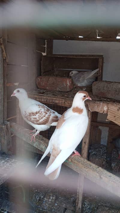 2 sherazi pigeon pat,hay  pair  for sale