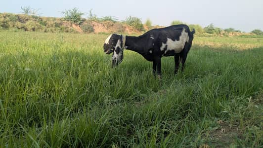 bkri for sale gosht k hiab sa mil jae gi