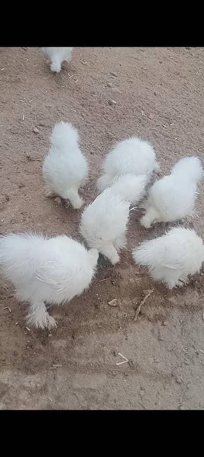 silky chick for sale location jauharabad