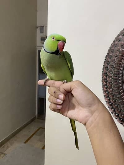 Very Much friendly Tamed Green Ringneck for sale!