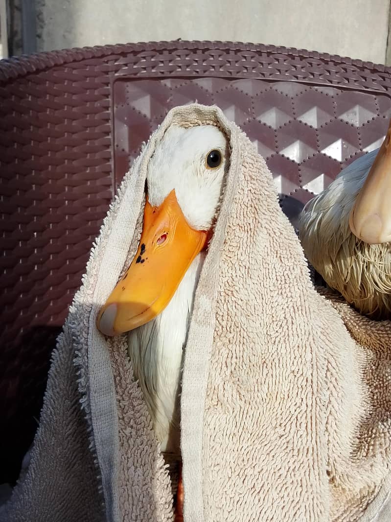 ducks 0