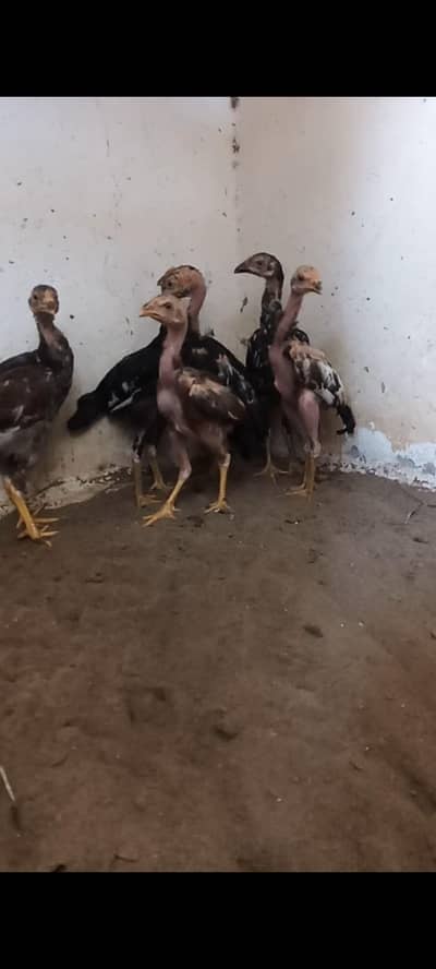 aseel chicks