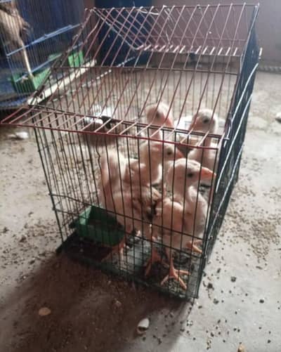 Premium aseel Shamo chicks