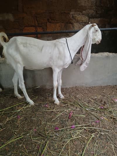2 female for sale