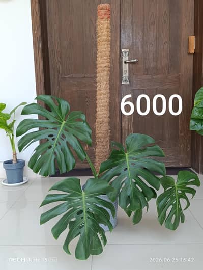 exotic indoor plants for sale
