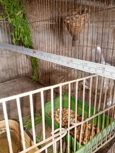 Australian budgies cage 20 portions