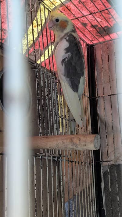 Cockatiel for sale