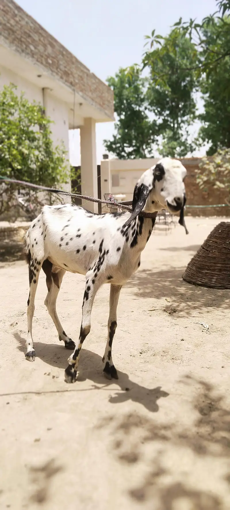 barbani bakri with 1 female kid age 6 month — photo 3
